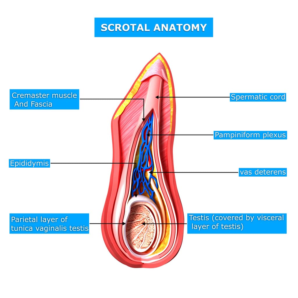 Reproductive Scrotal layers